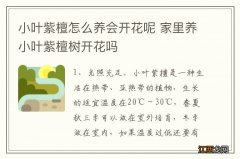 小叶紫檀怎么养会开花呢 家里养小叶紫檀树开花吗