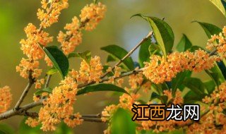 桂花树怎么养会开花多一些 桂花树怎么养会开花多