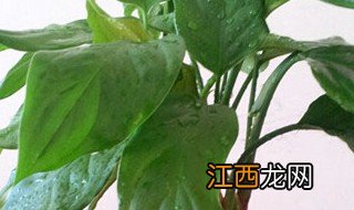 万年青盆栽会开花吗怎么养活 万年青盆栽会开花吗怎么养