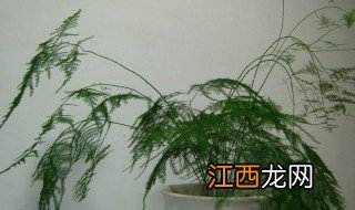 文竹怎么养会开花结果好，文竹怎么养会开花结果好不好