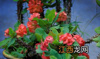 怎么样养三角梅会开花 三角梅花怎样养能开花?