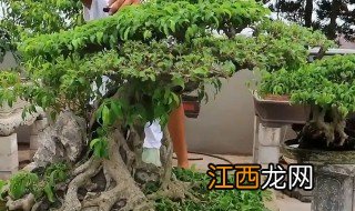 榕树怎么养会开花呢图片 榕树怎么养会开花呢