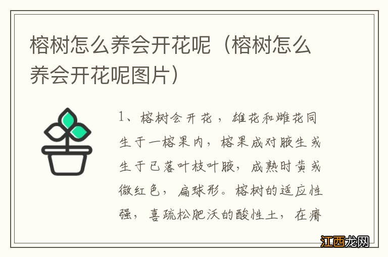 榕树怎么养会开花呢图片 榕树怎么养会开花呢