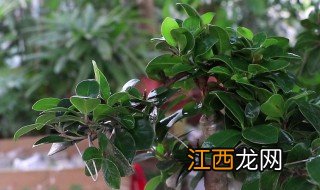 榕树怎么养会开花 榕树盆栽开花吗