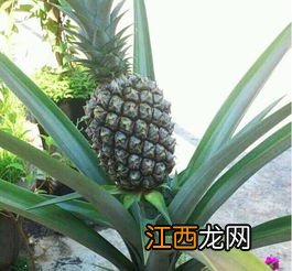 家种菠萝多久浇水