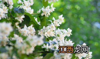 家里的花怎么养会开花呢，家里能养开花的花吗