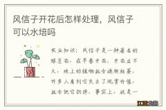 风信子开花后怎样处理，风信子可以水培吗