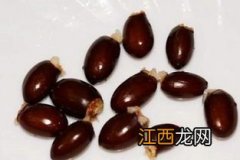 干荔枝核煮水多久