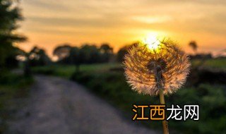 蒲公英在飞歌词 蒲公英在飞歌词是什么意思