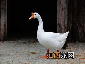 鹅什么搞好吃