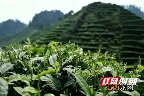 保靖黄金茶怎么种植