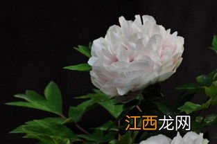 白牡丹花怎么制作过程