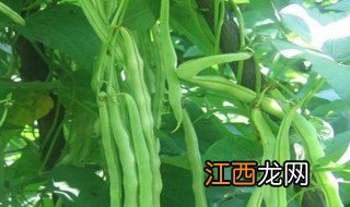 芸豆什么时候种植最合适呢 芸豆什么时候种植最合适