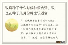 玫瑰种子什么时候种植合适，玫瑰花种子几月份种比较适合