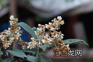 干枇杷花怎么熬水