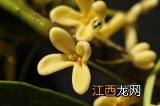 桂花怎么搭配花茶