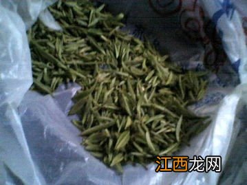 刚摘鲜茶叶怎么保存