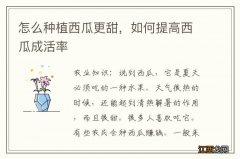 怎么种植西瓜更甜，如何提高西瓜成活率