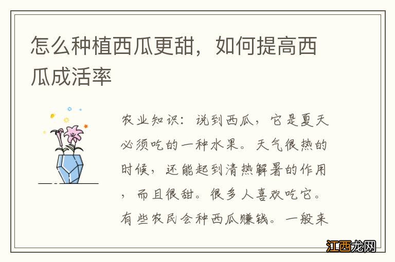 怎么种植西瓜更甜,如何提高西瓜成活率