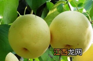 炖梨子汤用什么梨子