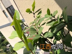 茶花叶子有锈斑怎么治