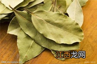 茶花叶子有锈斑怎么治