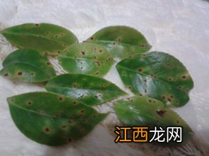 茶花叶子出现褐斑怎么