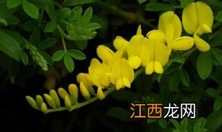 金雀花适合什么时候剪枝，金雀什么时候剪枝图解