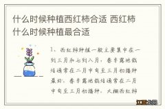 什么时候种植西红柿合适 西红柿什么时候种植最合适