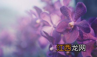 紫罗兰可以春天播种吗 紫罗兰什么时候播种