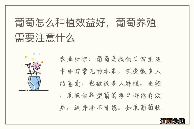 葡萄怎么种植效益好，葡萄养殖需要注意什么