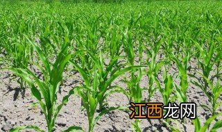 什么时候种植最好 幼苗什么时候种植最合适