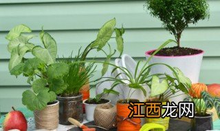 夏天怎么维护植物的叶子，夏天怎么维护植物的叶子干枯