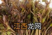 牛油果核怎么种盆栽 牛油果的果核能吃吗