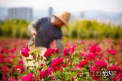 玫瑰花可以用来做什么菜