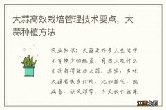 大蒜高效栽培管理技术要点，大蒜种植方法