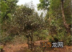 大树普洱茶怎么样