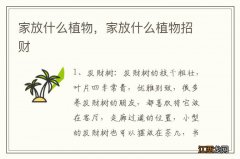 家放什么植物，家放什么植物招财