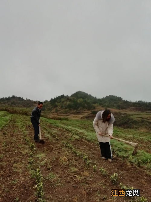 茶叶园怎么除草