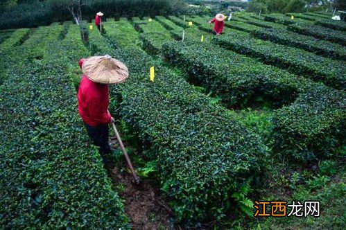 茶叶园怎么除草