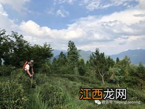 茶叶园怎么除草