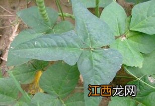 豆角叶什么样子