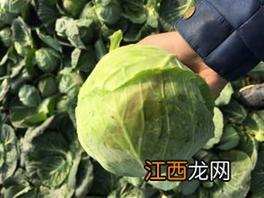 啶虫哒螨灵杀什么虫