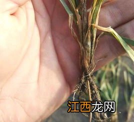 小麦根腐病用什么药防治