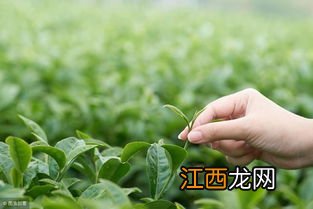 茶叶 农药残留 怎么喝