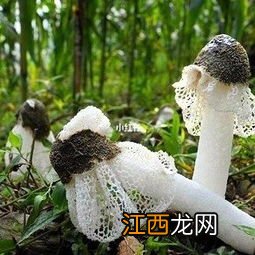 莲花白可以清煮吗 煮多久