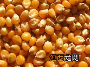 玉米发芽温度是多少,玉米发芽需要多少天