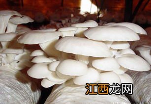 冬季平菇接种什么温型，平菇种植方法