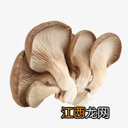 冬季平菇接种什么温型，平菇种植方法