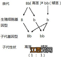 水稻杂交育种选配的原则，水稻杂交育种品种有哪些